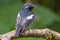 Migration bird Mugimaki Flycatcher on the branch found in Sabah Borneo