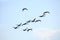 Migration birds swan