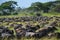 Migration of the buffalo Wildebeest on the plains of Africa.