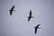 Migration of Canada geese in the cloudy sky