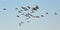 Migration of flock of cranes in the sky