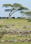 The Migration herds in the Ndutu area, Tanzania