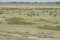 The Migration herds in the Ndutu area, Tanzania