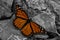 Migration Splash of color Monarch Butterfly