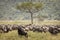 Migration of wildebeast during safari in National Park of Serengeti, Tanzania. Wild nature of Africa