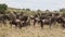 Migration Of Wildebeest