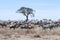 Migration Zebra dry grass savanna Tanzania