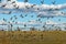 A migratory bird flock in a goose field, landscape seasonal bird migration, many wild geese in a field in the Latvian wilderness