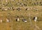 A migratory bird flock in a goose field, landscape seasonal bird migration, many wild geese in a field in the Latvian wilderness
