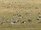 A migratory bird flock in a goose field, landscape seasonal bird migration, many wild geese in a field in the Latvian wilderness