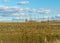 A migratory bird flock in a goose field, landscape seasonal bird migration, many wild geese in a field in the Latvian wilderness