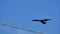 Migratory Bird Slow Motion Northern Bald Ibis Hermit Ibis Geronticus eremita