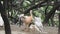 Migratory Bird white pelican (Pelecanus erythrorhynchos)