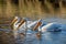 Migratory birds in Colorado. American White Pelicans in water