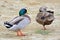 Migratory birds  ducks, geese, swans