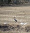 Migratory birds in the field in Finland