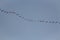 Migratory birds formation in the blue sky