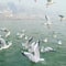 Migratory birds in river ganga Varanasi