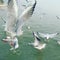 Migratory birds in river ganga Varanasi