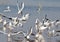 Migratory birds sea gulls came to Bhopal