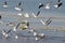 Migratory birds sea gulls came to Bhopal
