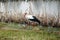 Migratory birds. Stork in the spring. The first walk after the flight.