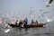 Migratory Birds in Varanasi, India