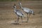 Migratory common crane birds in little rann of kutch gujarat India