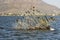 Migratory Cormorant Birds on Lake Anasagar in Ajmer. India