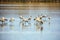 Migratory cormorants on the lake