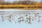 Migratory cormorants wintering on the lake