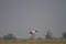 Migratory Ducks  Northern shoveler Taking off in a wetland