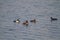 Migratory Ducks Swimming in a lake of a bird sanctuary