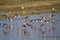 Migratory Ducks Taking off in a wetland