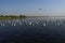 Migratory Flock of brown-headed seagulls floating in India