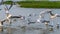 MIGRATORY FLOCK OF SEAGULL BIRDS ON THE SHORES OF SALALAH