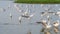 MIGRATORY FLOCK OF SEAGULL BIRDS ON THE SHORES OF SALALAH