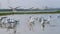 MIGRATORY FLOCK OF SEAGULL BIRDS ON THE SHORES OF SALALAH