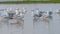 MIGRATORY FLOCK OF SEAGULL BIRDS ON THE SHORES OF SALALAH