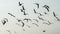 MIGRATORY FLOCK OF SEAGULL BIRDS ON THE SHORES OF SALALAH