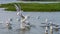 MIGRATORY FLOCK OF SEAGULL BIRDS ON THE SHORES OF SALALAH