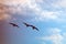 Migratory geese against the sky