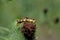 Migratory Grasshopper  56501