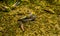 Migratory grasshopper couple mating together in macro closeup, Wide spread insect specie