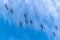 Migratory gray geese, flying in v-formation in the blue sky