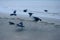 Migratory Hooded crows gathered on seashore