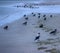 Migratory Hooded crows gathered on seashore