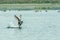 A migratory Indian Cormorant bird flying over lake in winter. Freshwater and coastal bird species spotted in waterbirds