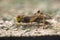 Migratory locust (Locusta migratoria).