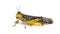 Migratory locust, Locusta migratoria, isolated on white